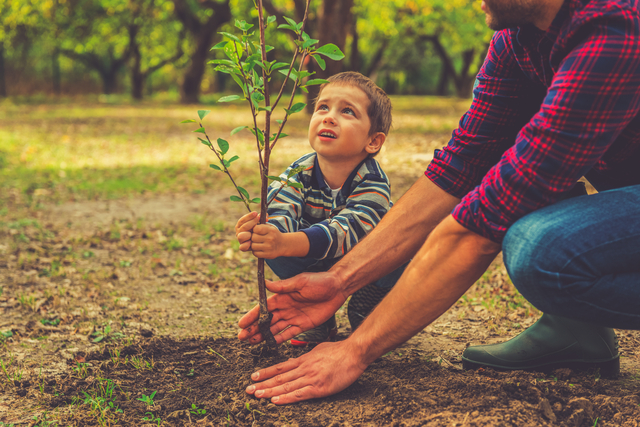 Header Baumschule_Web_shutterstock_316507238 (1)