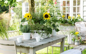 Sonnenblumen auf Terrassentisch