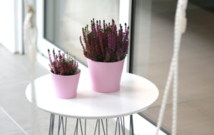 Calluna Besenheide