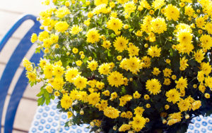 Chrysanthemen