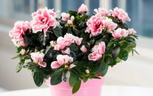 Azalee (Rhododendron simsii)