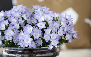 Glockenblume (Campanula)
