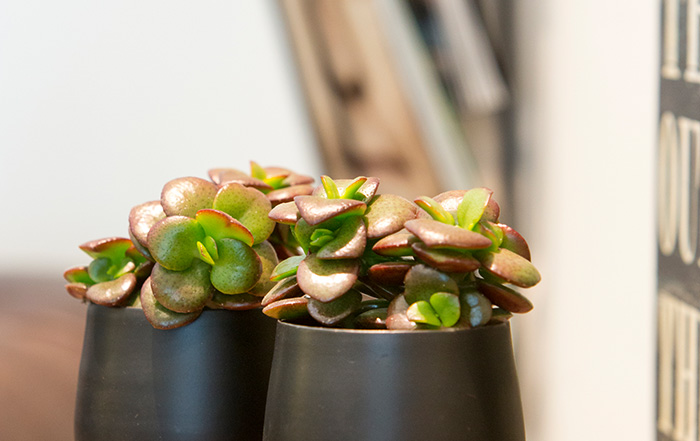 Crassula Ovata Zimmerpflanze
