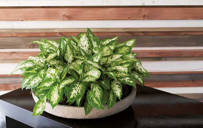 Dieffenbachia Zimmerpflanze