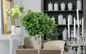 Ficus Birkenfeige Zimmerpflanze