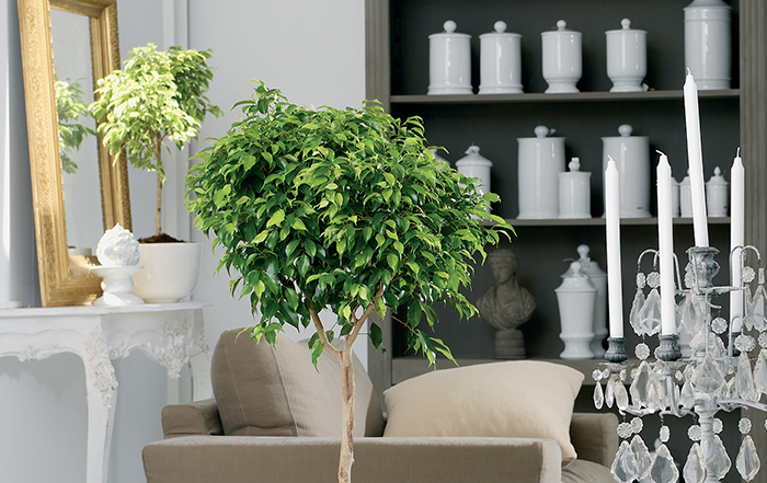 Ficus Birkenfeige Zimmerpflanze