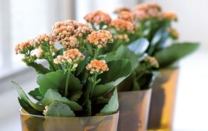 Flammende Käthchen (Kalanchoe blossfeldiana)