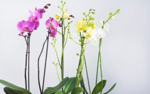 Orchideen