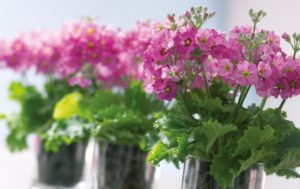 Primel (Primula)