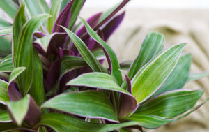 Tradescantia Zimmerpflanze
