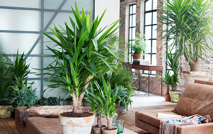 Yucca Zimmerpflanzen