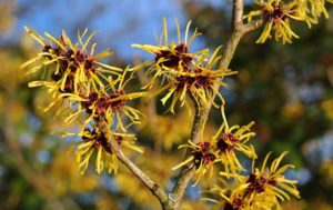 Zaubernuss (Hamamelis)