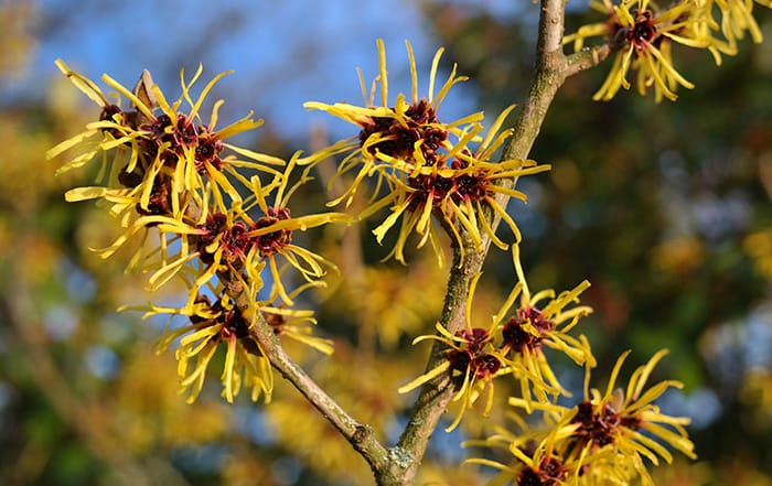 Zaubernuss (Hamamelis)