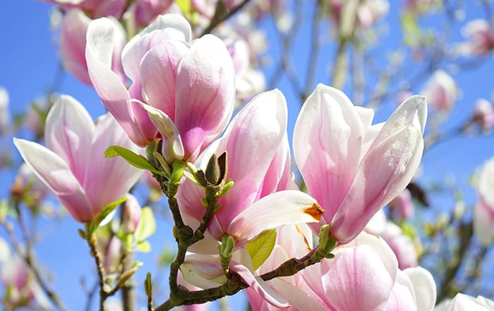 Magnolie (Magnolia)