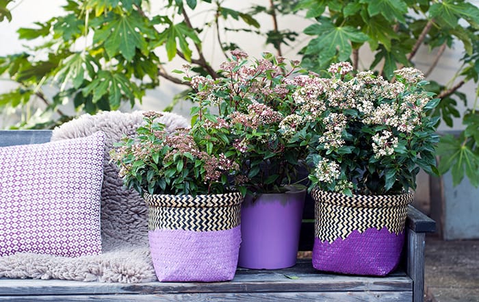 Viburnum Winterblüher