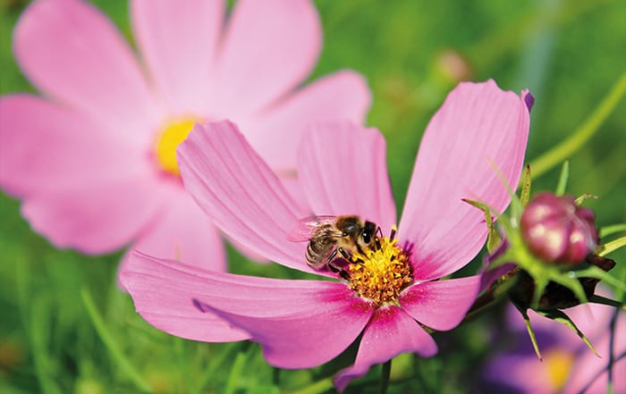 Cosmos Pink