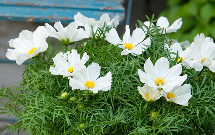 Cosmos white