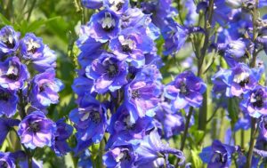 Delphinium