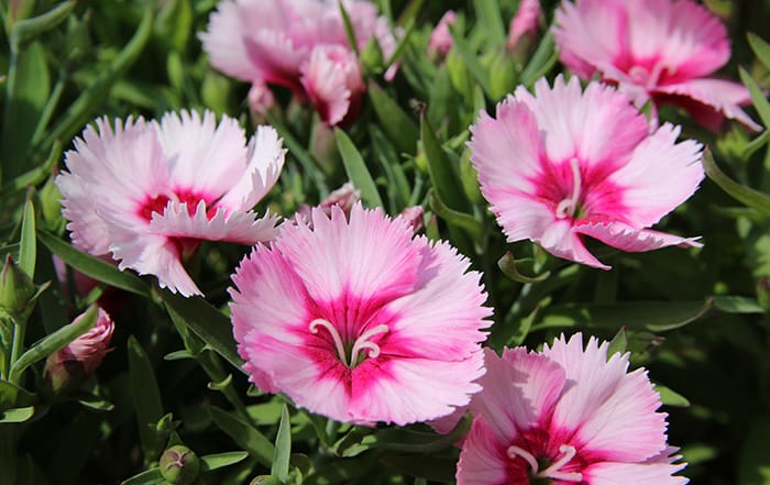 Dianthus-caryophyllus