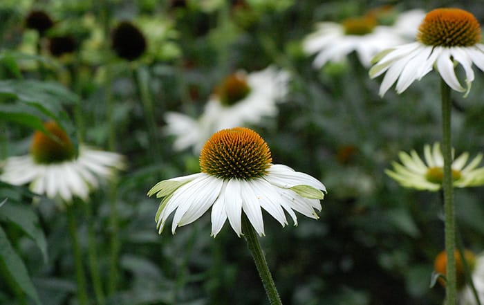 Echinacea