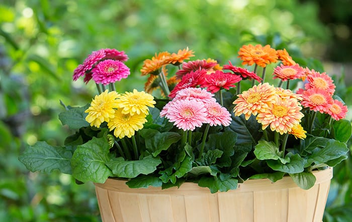 Gerbera