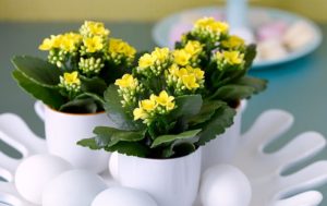 Kalanchoe