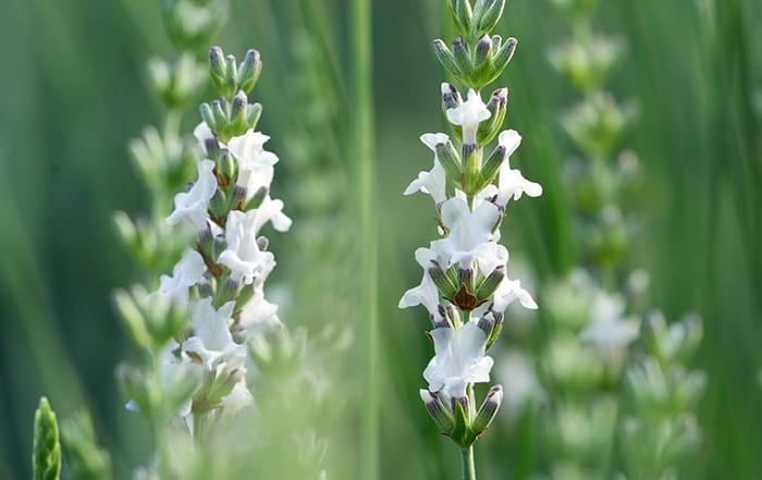 Lavandula