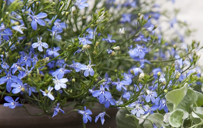 Lobelia