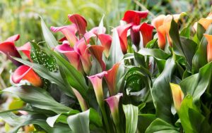 Calla