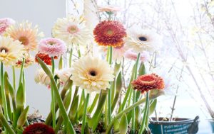 Gerbera