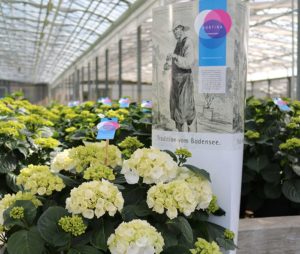Hortensie Hortina mit Aufsteller