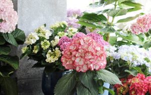 Hydrangea