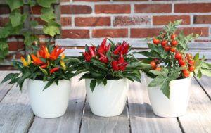 Naschpflanzen Chili und Tomate