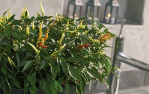 Naschpflanzen Chili