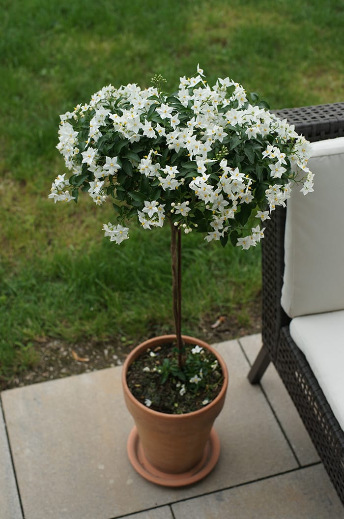 Solanum Stämmchen