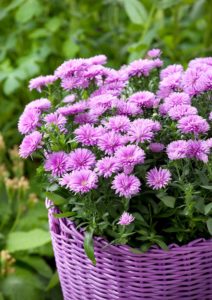 Aster