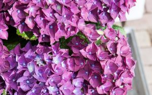 Hortensie