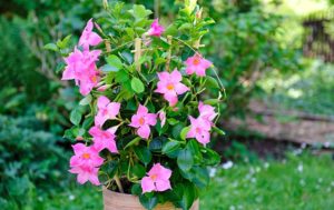 Mandevilla