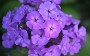 Phlox