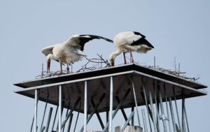 Stroch beim Nestbau