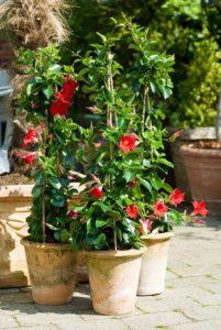 Dipladenia Pyramide