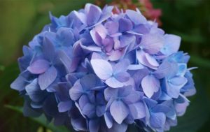 Hydrangea