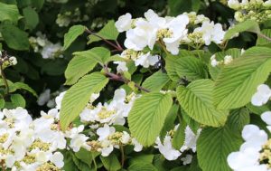 Kletterhortensie