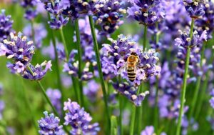 Lavandula