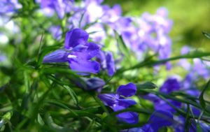 Lobelia
