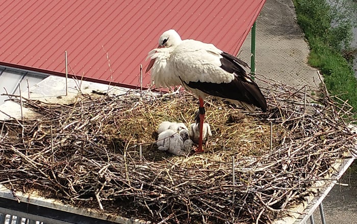 Stoerche im Nest