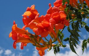 Trompetenblume
