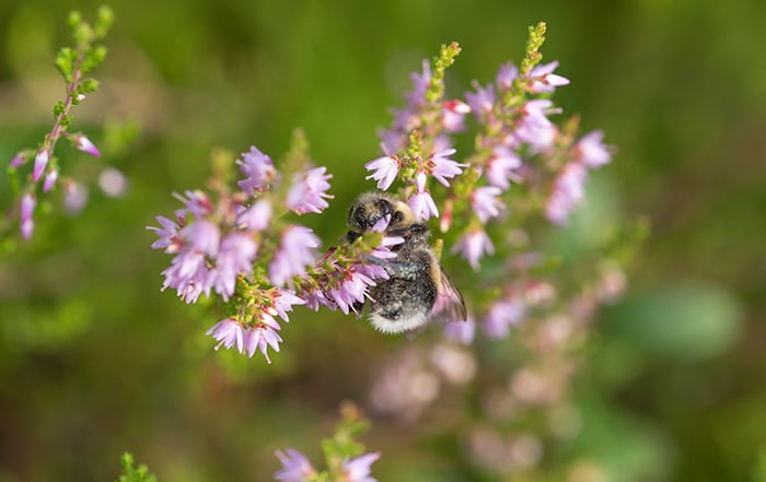 Calluna Biene