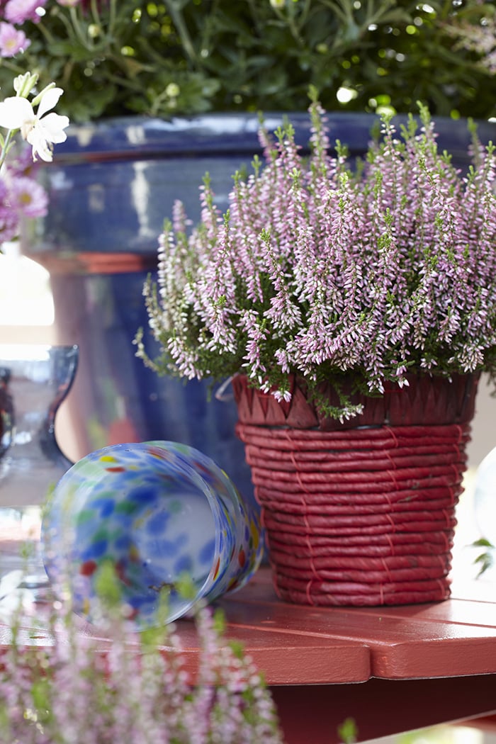 Calluna vulgaris