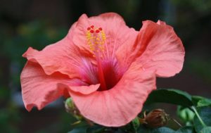Hibiskus Blüte